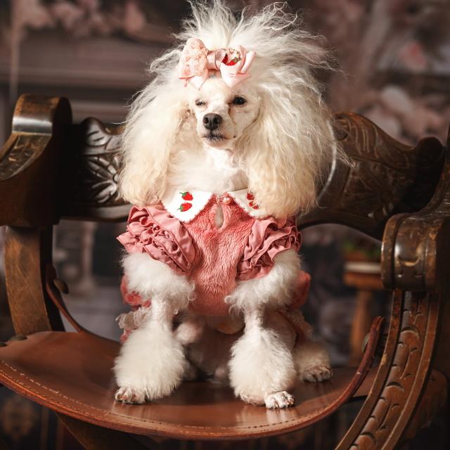 CanNana 犬服 冬いちごスウィートアップワンピース 秋 冬服 冬ワンピ