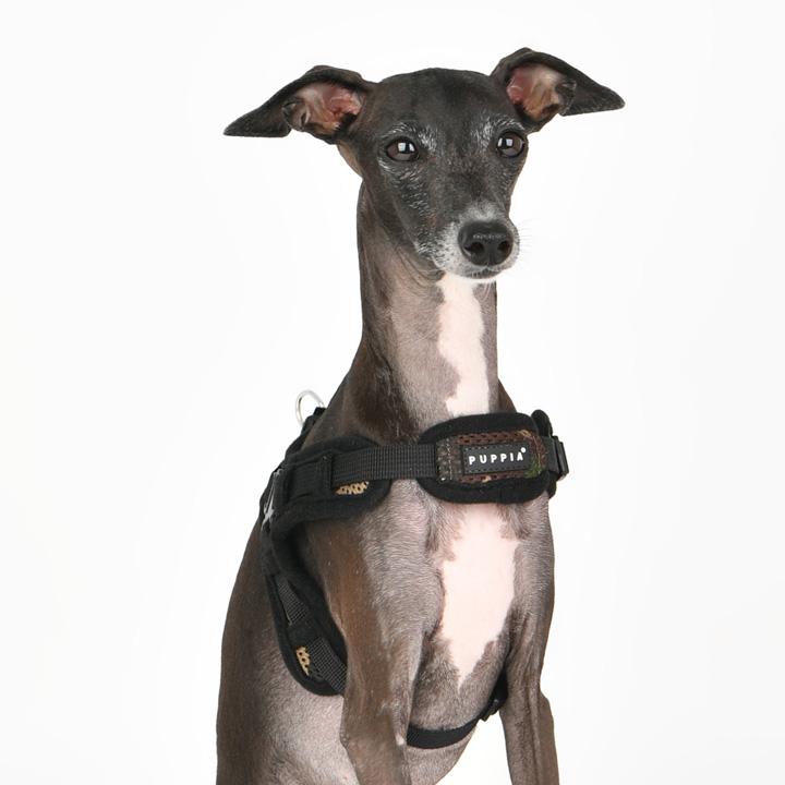 はっぴーDOG イタグレ ウィペット イタリアングレーハウンド ハーネス