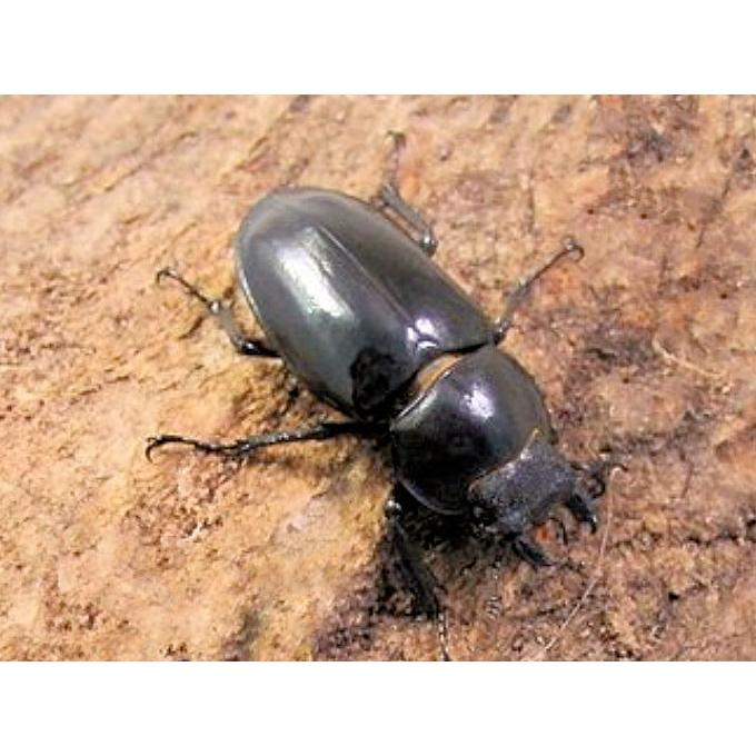 ミヤマクワガタ♂71mm＋♀ペア 天然 採集 : オオクワ京都昆虫館