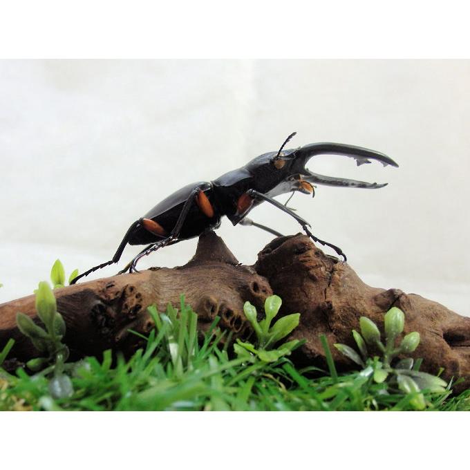 野外標本】インペリアリスツヤクワガタ(ボルネオ/パラワン) まとめ売り