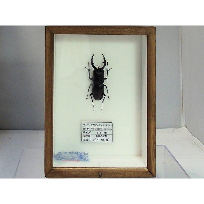 標本製作依頼パターンA : オオクワ京都昆虫館 - 通販 - Yahoo!ショッピング