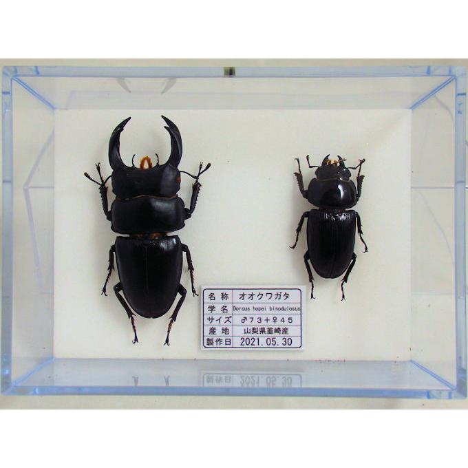 オオクワガタ♂73＋♀45（クワガタ標本） : オオクワ京都昆虫館