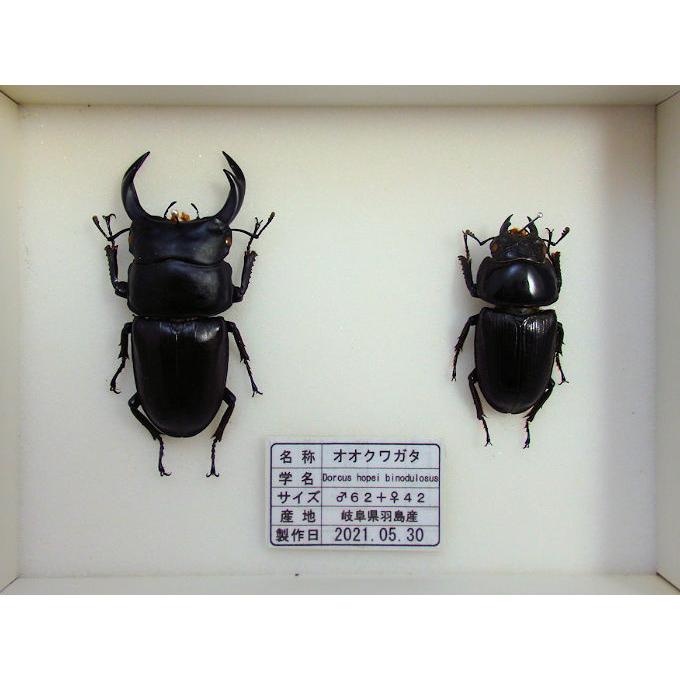 オオクワガタ♂62＋♀42（クワガタ標本） : オオクワ京都昆虫館