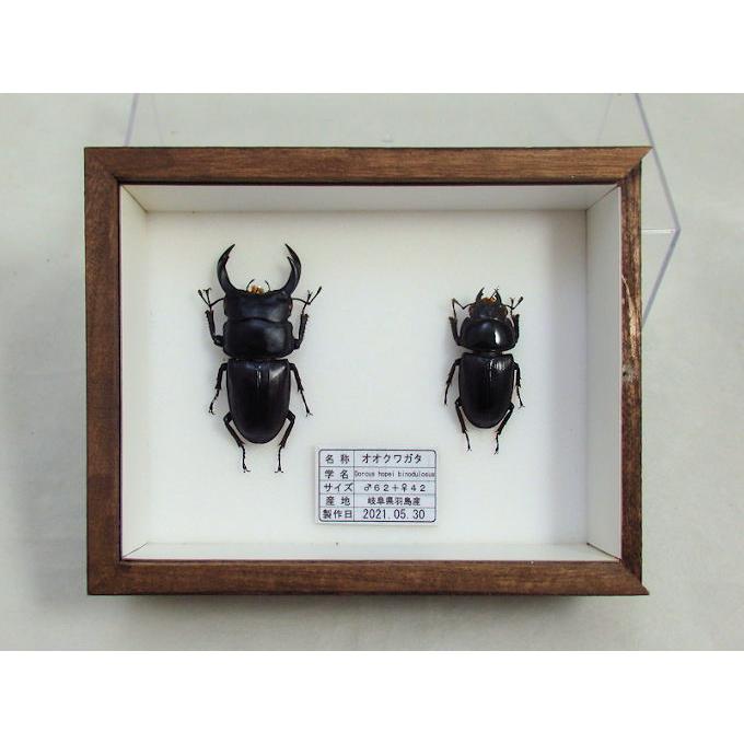 オオクワガタ♂62＋♀42（クワガタ標本） : オオクワ京都昆虫館