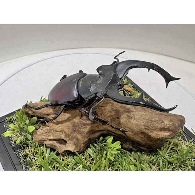 週末限定お値下げ 福岡県産 ミヤマクワガタ 標本 74mm 期間限定お