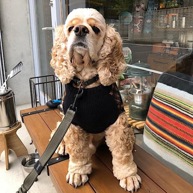 PENDLETON（ペンドルトン） 犬用セーター XLサイズ 寒い日でも大丈夫