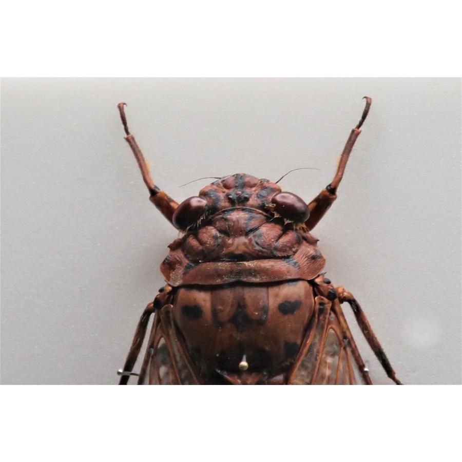 セミ レジン封入標本 テイオウゼミ セミ レジン封入標本 テイオウゼミ