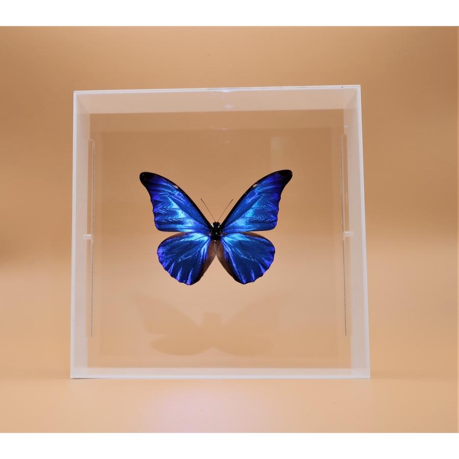 蝶の標本 レテノールモルフォ M.rhetenor ホワイトフレーム チョウ