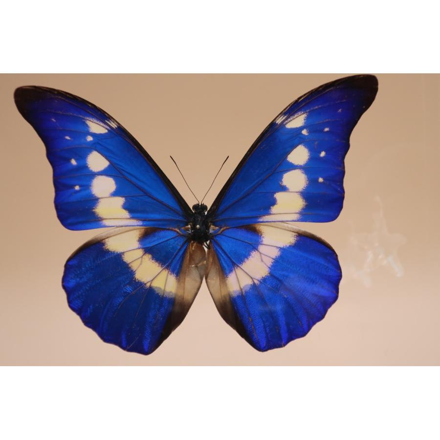 ヘレナモルフォ 136mm ヘレナモルフォ | yamazaki-design