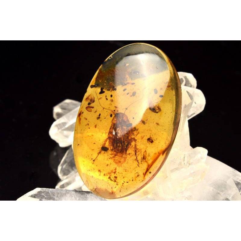 アンバー 琥珀 昆虫 コレクション 天然石 虫入り 価値上がる 宝石