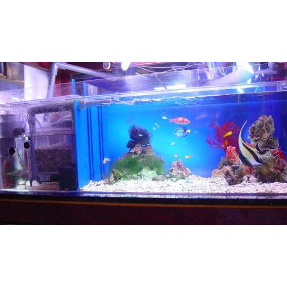 海水水槽 フルセット アクアリウム 熱帯魚 海水魚