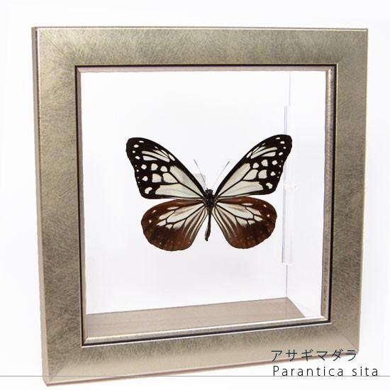 志賀昆虫普及社 インロー硝子蓋式標本箱 (桐製コルク板敷) 特大型【