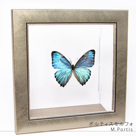 昆虫標本 蝶の標本 ポルティスモルフォ メタリック調ライトフレーム