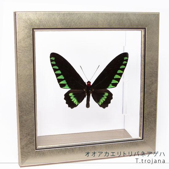 昆虫標本 蝶の標本 オオアカエリトリバネアゲハ メタリック調ライト