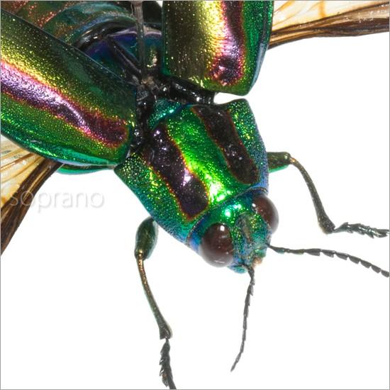 昆虫標本 タマムシ展翅 メタリック調ライトフレーム : ソプラノYahoo