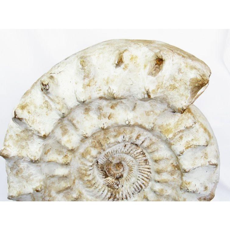 66.1Kg アンモナイト 化石 同梱不可 特大品 t726-1004 : 誠安天然石