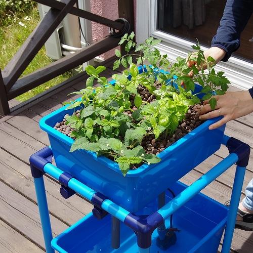 小型 アクアポニックス 水耕栽培 キット オーバーフロー 水槽 / さかな