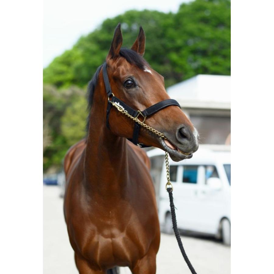 アーモンドアイ（9冠メモリアル） ぬいぐるみ Sサイズ アイドルホース