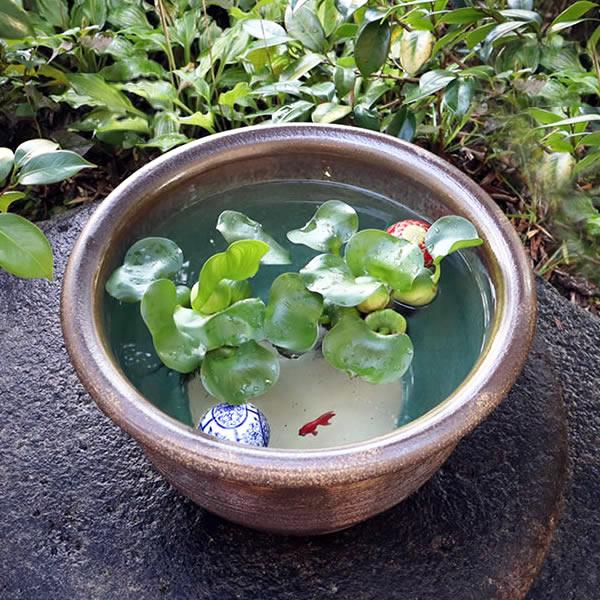 信楽焼 睡蓮鉢 メダカ鉢 おしゃれ めだか鉢 陶器 水鉢 ビオトープ
