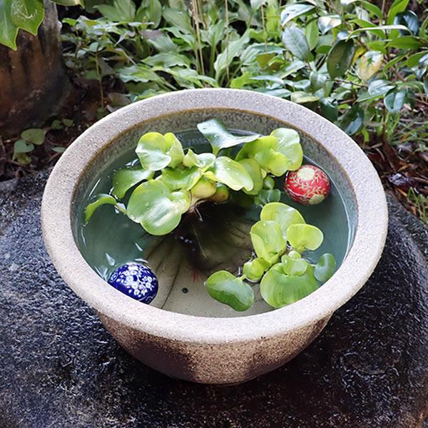信楽焼 睡蓮鉢 メダカ鉢 おしゃれ めだか鉢 陶器 水鉢 ビオトープ