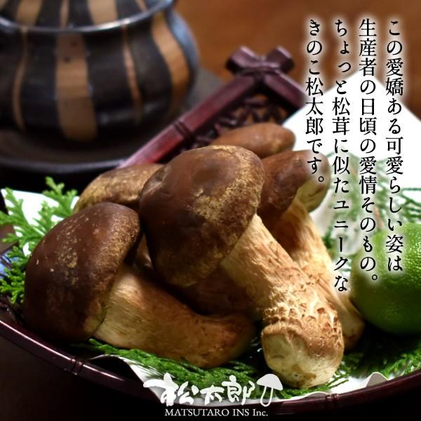松茸 北海道 700g 訳あり ④ 松茸 北海道 700g 訳あり ④ 松茸 北海道