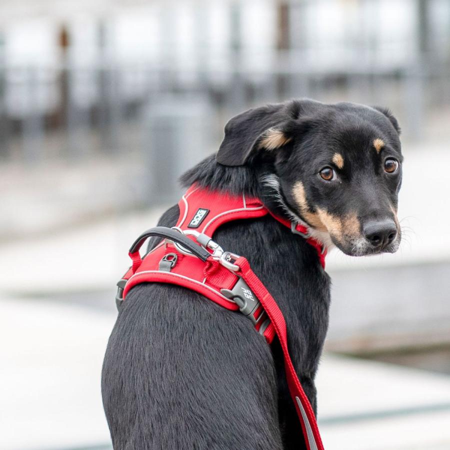 DOG Copenhagen（ドッグコペンハーゲン） 公式 犬 ハーネス 小型犬