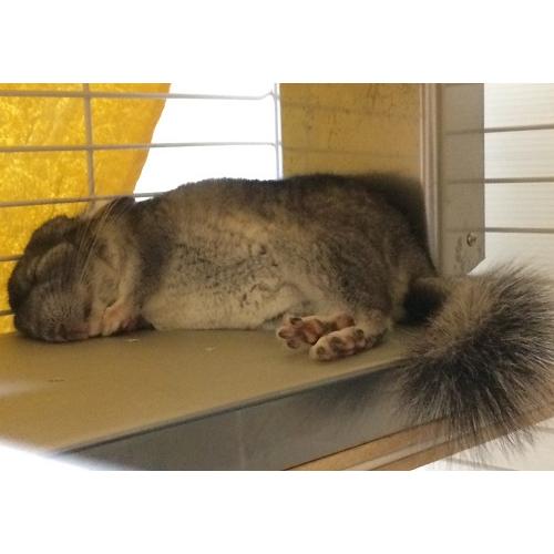 PC−200 チンチラのクーラー チンチラのヒーター チンチラの