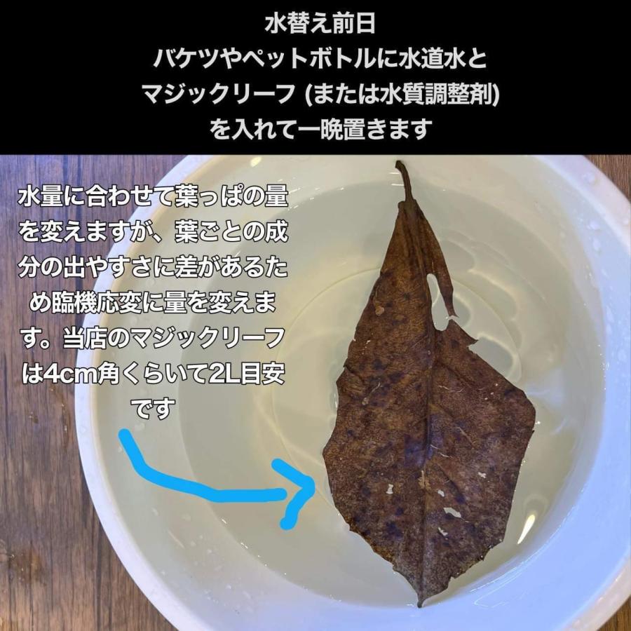 マジックリーフ モモタマナ・リーフ 5枚入り : ベタ専門店 ペット