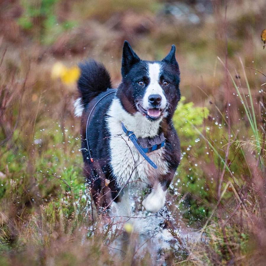 ガーミン GARMIN T5 X 最新モデル ドッグデバイス 犬 追跡装置 犬用