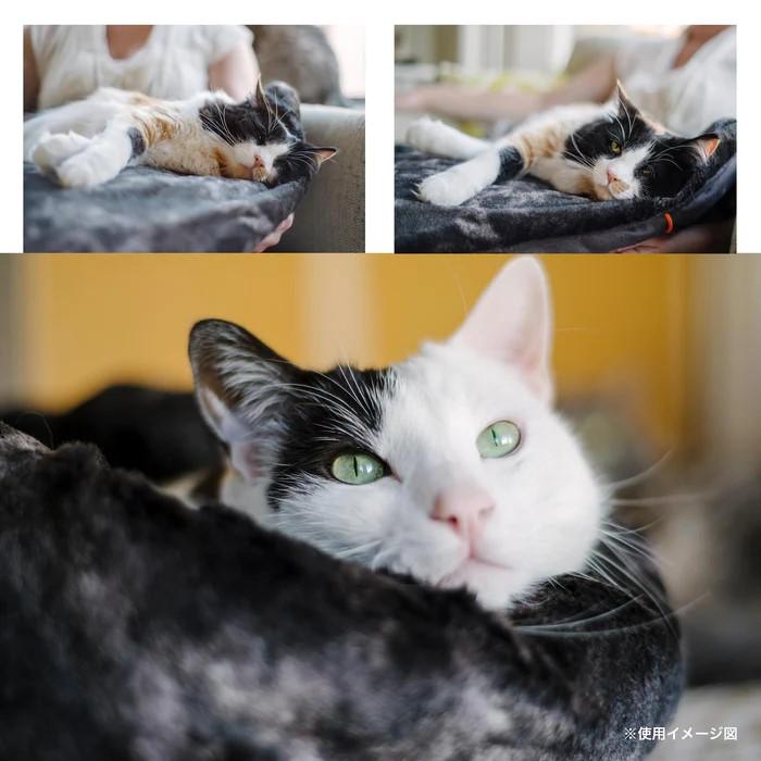 ペットベッド 犬 猫 ベッド P.L.A.Y. ラウンジベッド スナッグルベッド