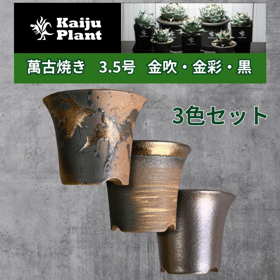 Kaiju Plant 萬古焼 3.5号 陶器鉢 ラッパ アガベ 多肉 塊根 用 金吹