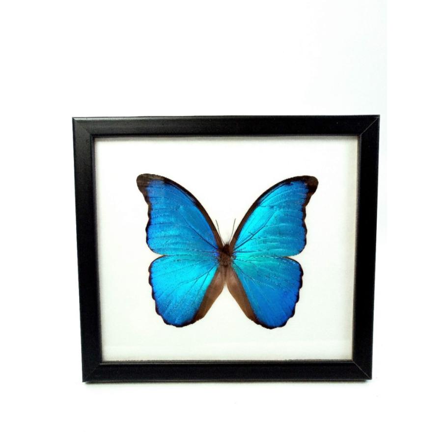 完売入荷待ち】標本パネル 蝶標本 モルフォ蝶didius ロック