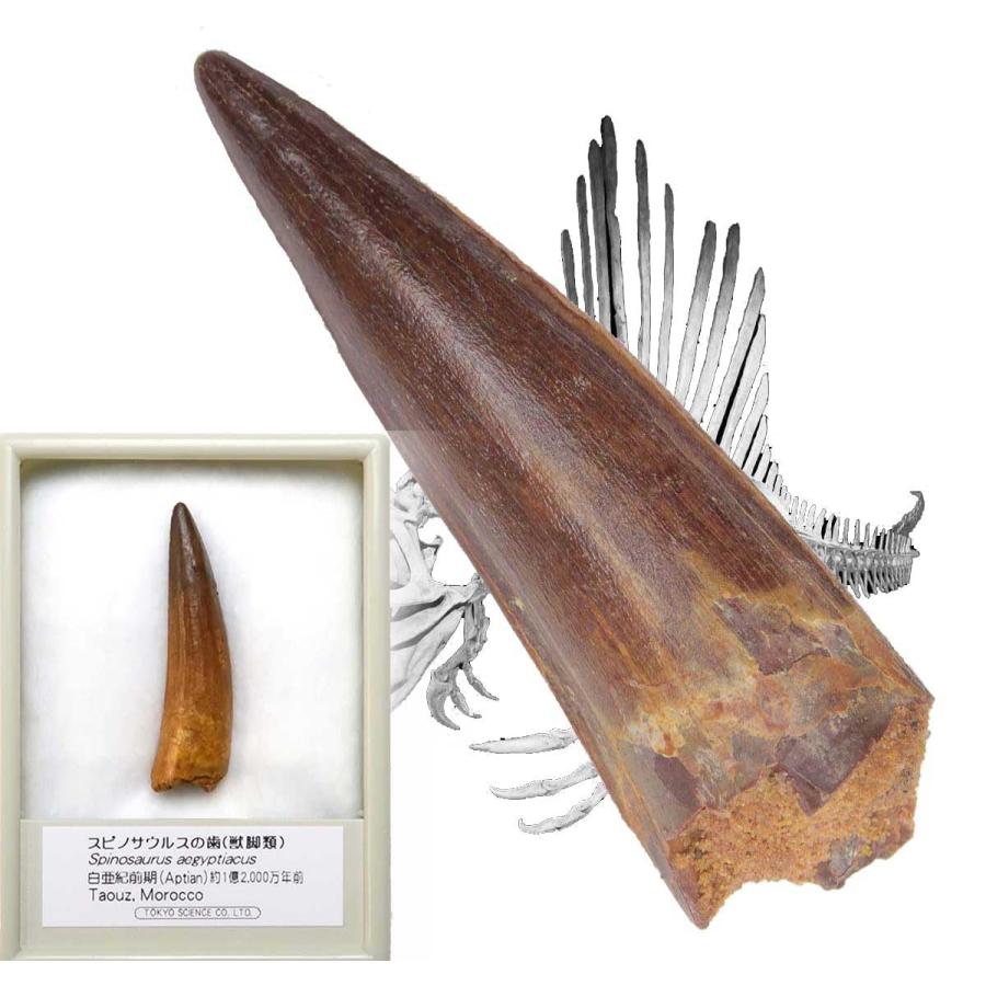 SCIENCE 恐竜の化石「スピノサウルスの歯 化石（獣脚類）約40mm 白亜紀