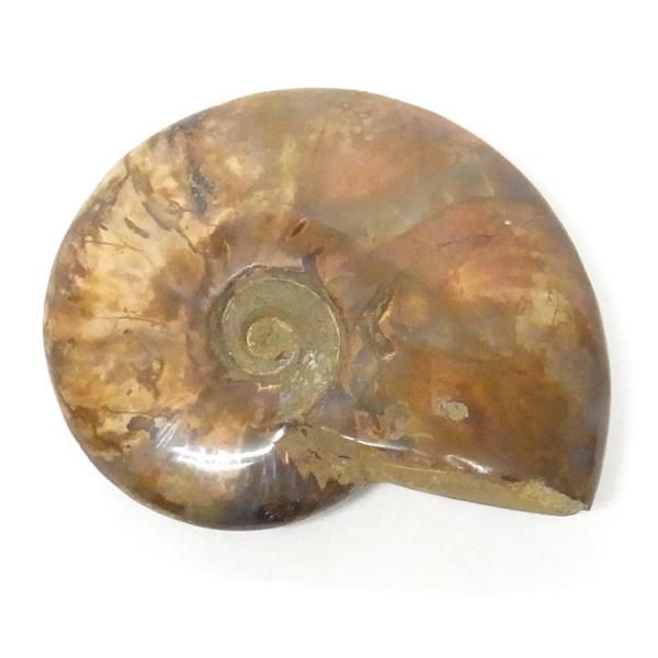 アンモナイト 化石 標本 マダガスカル産 : 仏像と縁起物の専門店 龍祥