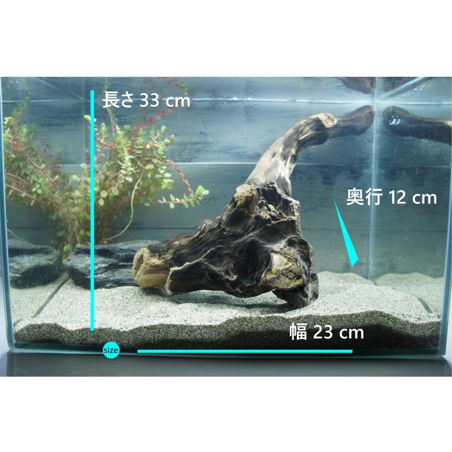 アク抜き済み）流木・アクアリウム・インテリア 【公式通販】
