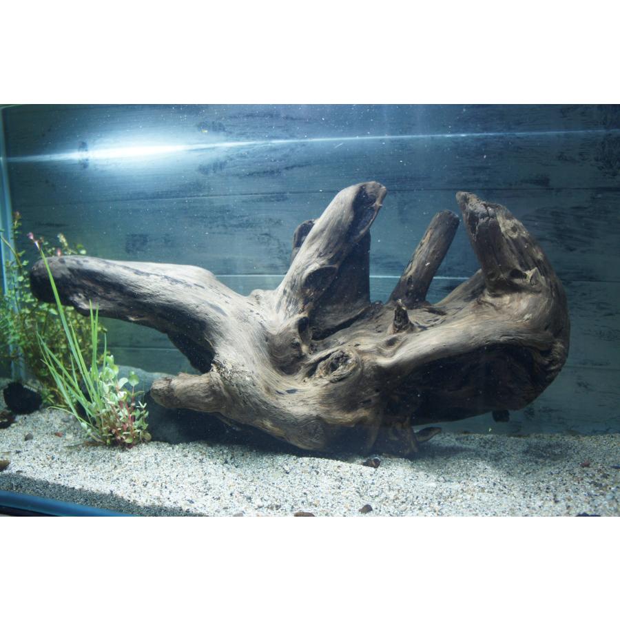 一点物 大型流木 沈水確認済み アク抜き済み［約50cm］アクアリウム