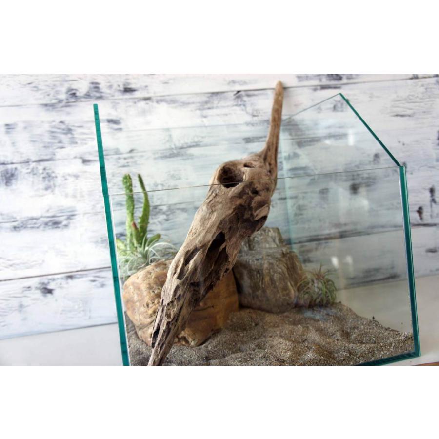 流木 自立 アク抜済み爬虫類 シェルター 登り木 上り木 テラリウム 苔