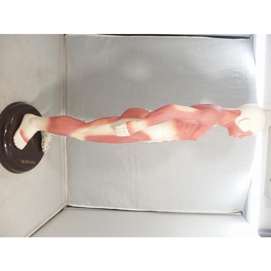 医道の日本社 経絡経穴人形 人体模型 : ワットマン Yahoo!ショッピング