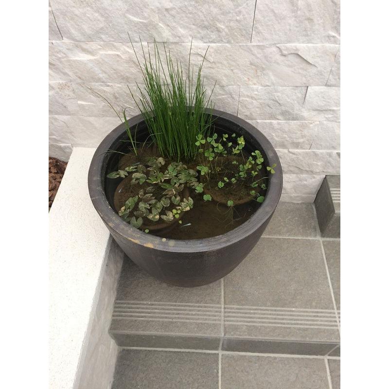 信楽焼 睡蓮鉢 雅 丸型40サイズ 黒 陶器製 大型 鉢 おしゃれ メダカ