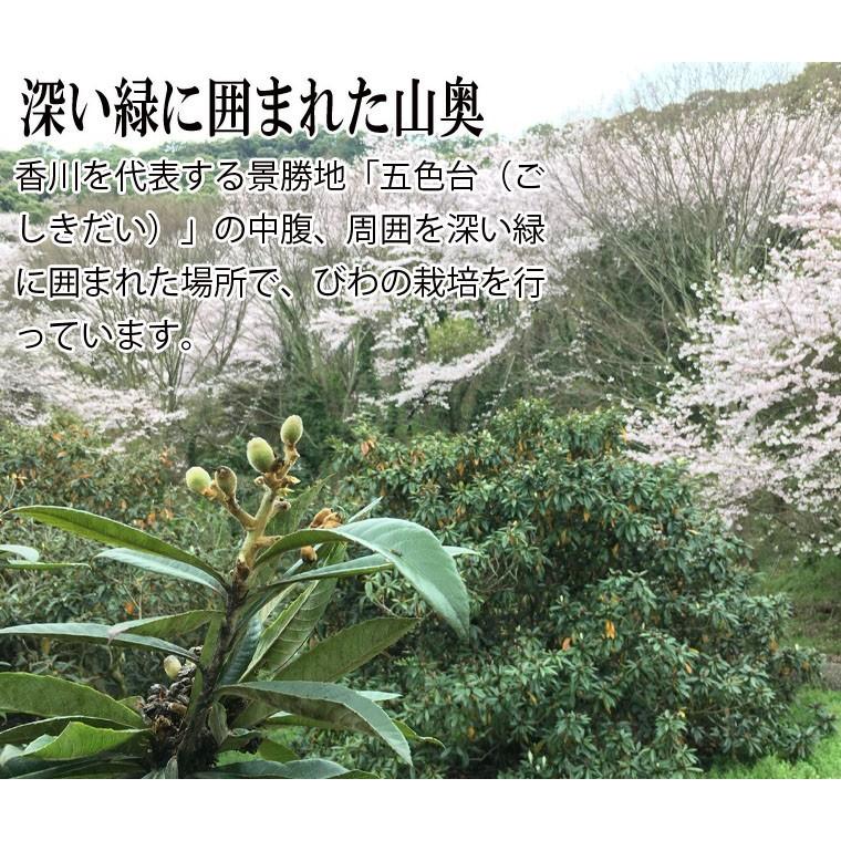 自然療法・びわの葉療法に／国産無農薬葉使用・びわ農家お手製わが家の