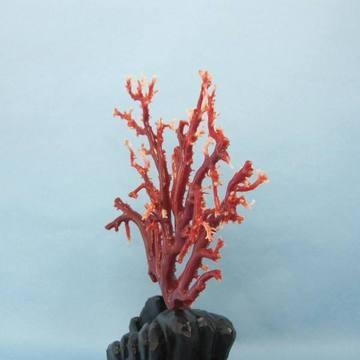 高知沖産血赤珊瑚の拝見・原木・置物/艶出し加工済み/黒檀台/『宝石