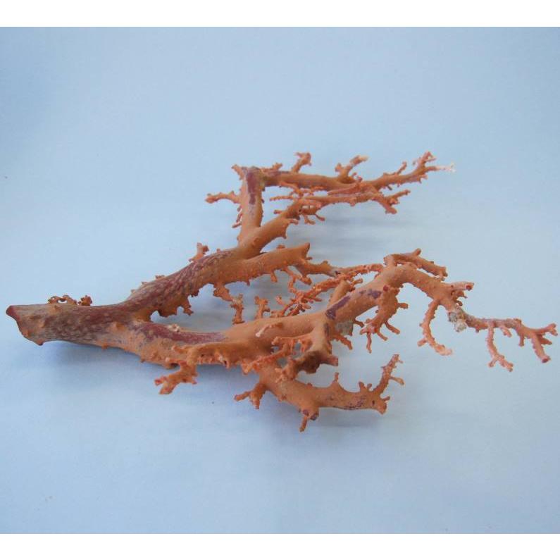 日本 高知産血赤珊瑚 原木 拝見 置物 素材 枝 パーツ 宝石サンゴ 珊瑚