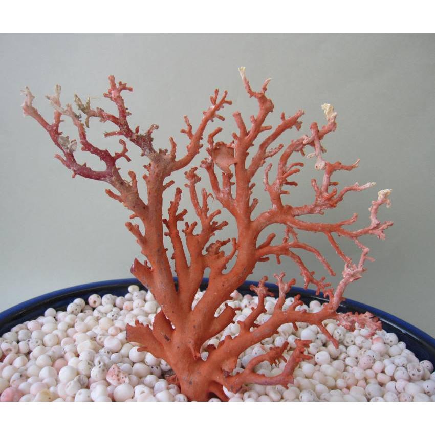 珊瑚 原木 置物 赤珊瑚 日本・高知沖産赤珊瑚の拝見・原木・置物 /飾り/