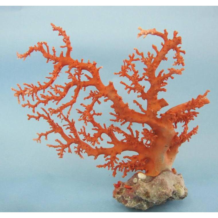 日本・高知沖産赤珊瑚の拝見・原木・置物 /飾り/盆栽風/『宝石サンゴ
