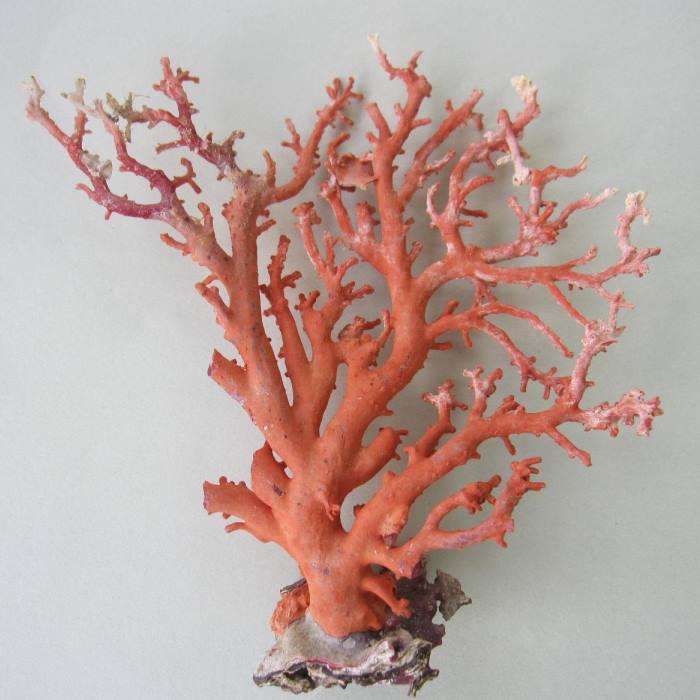 縁起物赤珊瑚桃珊瑚原木サンゴ