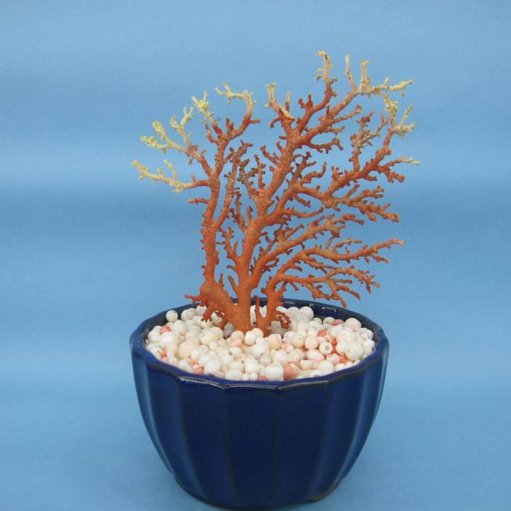 日本 高知沖産血赤珊瑚 原木 拝見 家宝 置物 飾り 盆栽風 宝石サンゴ