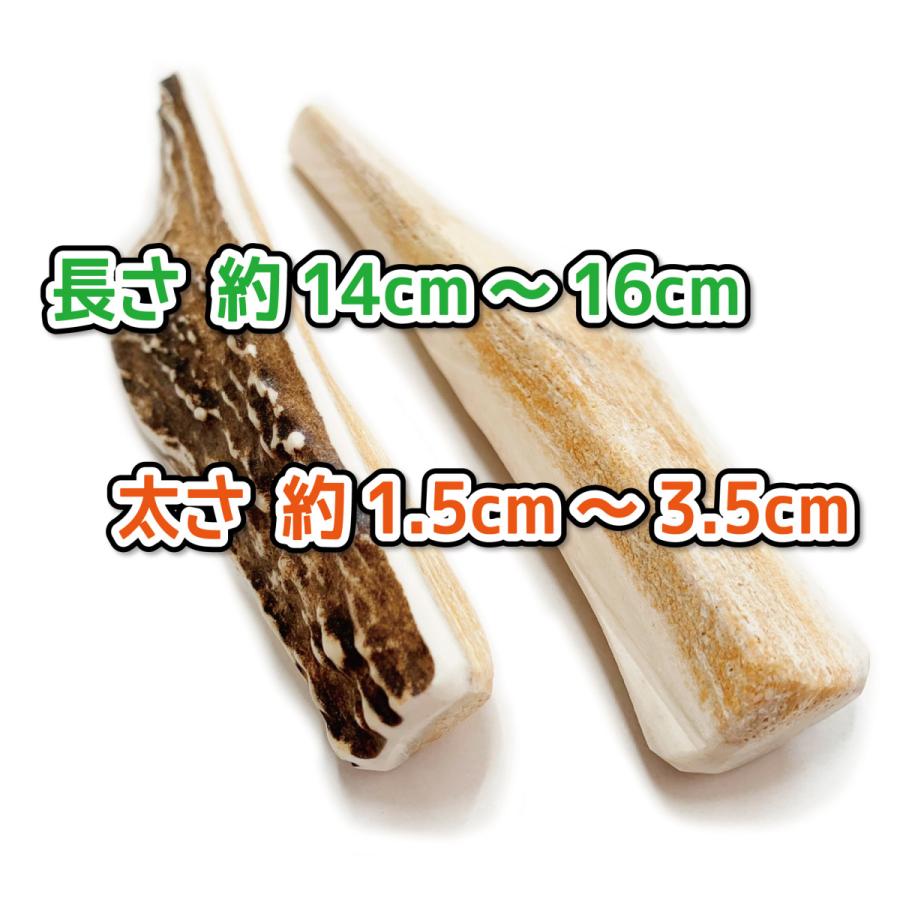 鹿の角 15本セット プラスチックケース付き