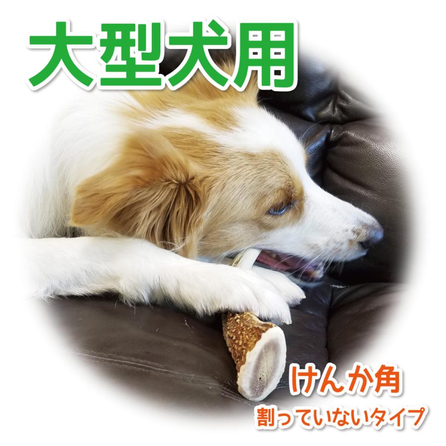 鹿の角 大型 犬 用 鹿角さん 割っていないタイプ けんか角1本 天然 無