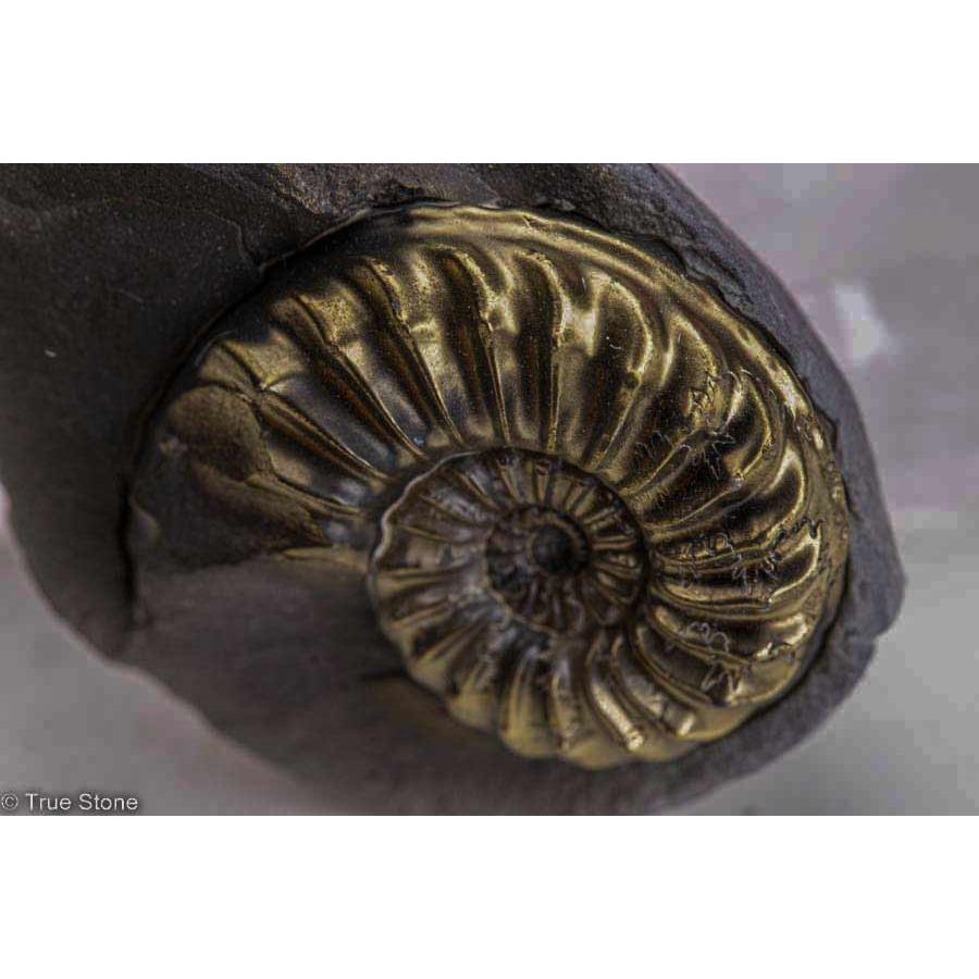 希少 パイライトアンモナイト プレウロセラス 23g パイライト