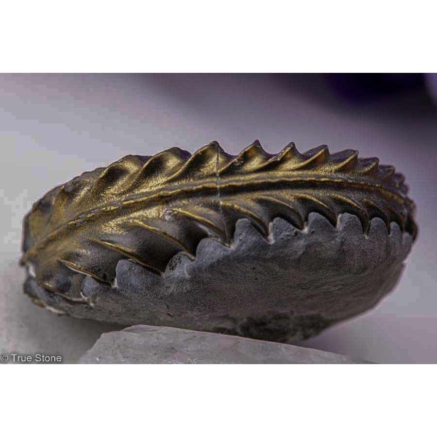 希少 パイライトアンモナイト プレウロセラス 22g パイライト